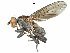  (Calliscia - CCDB-31129-A12)  @11 [ ] CreativeCommons - Attribution (2017) CBG Photography Group Centre for Biodiversity Genomics