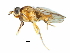  (Colobaea punctata - CCDB-31129-B01)  @11 [ ] CreativeCommons - Attribution (2017) CBG Photography Group Centre for Biodiversity Genomics