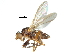  (Parectinocera - CCDB-31129-B09)  @11 [ ] CreativeCommons - Attribution (2017) CBG Photography Group Centre for Biodiversity Genomics