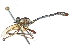  ( - CCDB-31129-C09)  @11 [ ] CreativeCommons - Attribution (2017) CBG Photography Group Centre for Biodiversity Genomics