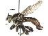  ( - CCDB-31129-D09)  @11 [ ] CreativeCommons - Attribution (2017) CBG Photography Group Centre for Biodiversity Genomics