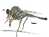  (Scleropogon duncani - CCDB-31129-E01)  @11 [ ] CreativeCommons - Attribution (2017) CBG Photography Group Centre for Biodiversity Genomics
