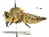  ( - CCDB-31129-F05)  @11 [ ] CreativeCommons - Attribution (2017) CBG Photography Group Centre for Biodiversity Genomics