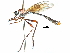  (Euscelidia procula - CCDB-31129-F08)  @11 [ ] CreativeCommons - Attribution (2017) CBG Photography Group Centre for Biodiversity Genomics