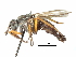  (Chromolepida mexicana - CCDB-31129-H04)  @11 [ ] CreativeCommons - Attribution (2017) CBG Photography Group Centre for Biodiversity Genomics