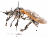  (Lamyra greatheadi - CCDB-31121-A02)  @11 [ ] CreativeCommons - Attribution (2017) CBG Photography Group Centre for Biodiversity Genomics
