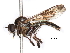  (Nicocles aemulator - CCDB-31121-A08)  @11 [ ] CreativeCommons - Attribution (2017) CBG Photography Group Centre for Biodiversity Genomics