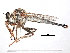 ( - CCDB-31121-C12)  @11 [ ] CreativeCommons - Attribution (2017) CBG Photography Group Centre for Biodiversity Genomics