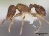  (Tetramorium scytalum - CASENT0135220)  @13 [ ] Unspecified (default): All Rights Reserved  Unspecified Unspecified