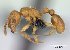  (Tetramorium delagoense - CASENT0133485)  @13 [ ] Unspecified (default): All Rights Reserved  Unspecified Unspecified