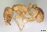  (Tetramorium caldarium - CASENT0449999)  @13 [ ] Unspecified (default): All Rights Reserved  Unspecified Unspecified