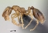 (Trichomyrmex destructor - CASENT0134960)  @13 [ ] CreativeCommons - Attribution Non-Commercial No Derivatives (2011) Brian Fisher California Academy of Sciences