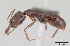  (Anochetus pattersoni - CASENT0191329)  @13 [ ] Unspecified (default): All Rights Reserved  Unspecified Unspecified