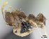  (Paraparatrechina luminella - CASENT0134319)  @13 [ ] Unspecified (default): All Rights Reserved  Unspecified Unspecified