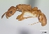  (Nesomyrmex angulatus - CASENT0134938)  @13 [ ] Unspecified (default): All Rights Reserved  Unspecified Unspecified