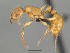  (Tetramorium kelleri - CASENT0133527)  @13 [ ] CreativeCommons - Attribution Non-Commercial No Derivatives (2011) Brian Fisher California Academy of Sciences