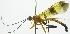  (Acrotaphus latifasciatusRZ02 - INB0004205625)  @13 [ ] Copyright (2011) R. Zuniga INBio