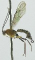  (Zonopimpla carolinae - INB0003136707)  @14 [ ] Copyright (2011) R. Zuniga INBio