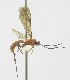  (Zonopimpla armandoiRZ07 - INB0003141612)  @13 [ ] Copyright (2011) R. Zuniga INBio