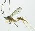  (Polycyrtus - INB0003159520)  @15 [ ] Copyright (2011) R. Zuniga Unspecified