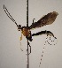  ( - INB0003475431)  @11 [ ] Copyright (2010) Ronald Zuniga Unspecified