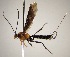  (Zonopimpla barbosai - INB0003531060)  @13 [ ] Copyright (2010) Ronald Zuniga Unspecified