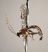  (Zaglyptus simonis - INB0003712652)  @14 [ ] Copyright (2010) Ronald Zuniga Unspecified