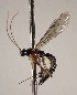  (Zaglyptus romeroaeRZ10 - INB0003713377)  @13 [ ] Copyright (2010) Ronald Zuniga Unspecified