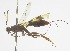  (Xorides thanatos - INB0003716547)  @11 [ ] Copyright (2011) R. Zuniga INBio