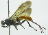  (Zonopimpla auraeRZ08 - INB0003948764)  @13 [ ] Copyright (2011) R. Zuniga INBio
