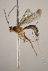  (Zonopimpla aguilari - INB0003957252)  @14 [ ] Copyright (2010) Ronald Zuniga Unspecified