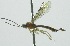  (Zonopimpla duviliaeDHJ02 - INB0003988263)  @13 [ ] Copyright (2011) R. Zuniga INBio