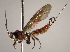  (Zonopimpla atriceps - INB0004085739)  @14 [ ] Copyright (2010) Ronald Zuniga Unspecified