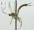  (Clistopyga Malaise6102 - INB0004252094)  @12 [ ] Copyright (2011) R. Zuniga INBio