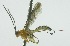  (Zonopimpla humbertoi - INB0004252700)  @12 [ ] Copyright (2011) R. Zuniga INBio
