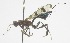  (Xorides syrinx - INB0004254006)  @11 [ ] Copyright (2011) R. Zuniga INBio