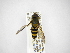  ( - INB0003016622)  @13 [ ] Copyright (2012) M. Zumbado Instituto Nacional de Biodiversidad