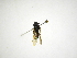  (Argentinomyia crenulatus - INB0003021633)  @12 [ ] Copyright (2012) M. Zumbado Instituto Nacional de Biodiversidad