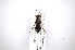  ( - INB0003061000)  @12 [ ] Copyright (2012) M. Zumbado Instituto Nacional de Biodiversidad