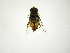  (Palpada rufiventris - INB0003077566)  @13 [ ] Copyright (2012) M. Zumbado Instituto Nacional de Biodiversidad