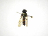  (Argentinomyia CR-14 - INB0003078064)  @13 [ ] Copyright (2012) M. Zumbado Instituto Nacional de Biodiversidad