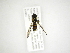  (Allograpta aff. hians - INB0003088669)  @13 [ ] Copyright (2012) M. Zumbado Instituto Nacional de Biodiversidad