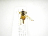  ( - INB0003121383)  @13 [ ] Copyright (2012) M. Zumbado Instituto Nacional de Biodiversidad