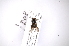  ( - INB0003121499)  @12 [ ] Copyright (2012) M. Zumbado Instituto Nacional de Biodiversidad