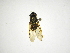  (Argentinomyia CR-2 - INB0003168747)  @13 [ ] Copyright (2012) M. Zumbado Instituto Nacional de Biodiversidad
