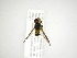  (Allograpta CR-4 - INB0003168944)  @13 [ ] Copyright (2012) M. Zumbado Instituto Nacional de Biodiversidad