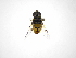  (Palpada claripennis - INB0003174524)  @13 [ ] Copyright (2012) M. Zumbado Instituto Nacional de Biodiversidad