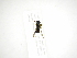  (Argentinomyia CR-11 - INB0003311455)  @13 [ ] Copyright (2012) M. Zumbado Instituto Nacional de Biodiversidad