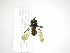  (Argentinomyia - INB0003311458)  @14 [ ] Copyright (2012) M. Zumbado Instituto Nacional de Biodiversidad
