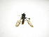  (Argentinomyia CR-15 - INB0003332486)  @13 [ ] Copyright (2012) M. Zumbado Instituto Nacional de Biodiversidad